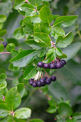 Image showing Ripe berries of chokeberry on a branch with green leaves in the garden