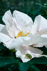 Image showing Macro photo of a beautiful white peony bud in the garden