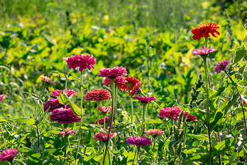 Image showing A field with pink flowers of cynia in a summer sunny day around a green background.