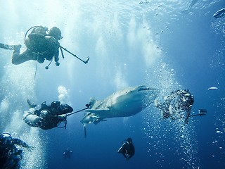 Image showing Giant whaleshark with divers