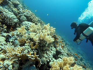 Image showing Scuba diver descending to the bottom