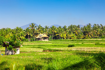 Image showing Bali lush green landscape scenery