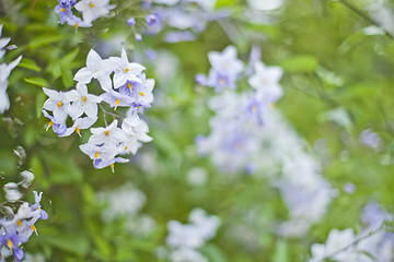 Image showing Blue summer flowers. Blossoms and green leaves.