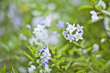 Image showing Blue summer flowers. Blossoms and green leaves.