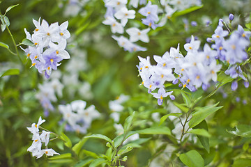 Image showing Blue summer flowers. Blossoms and green leaves.