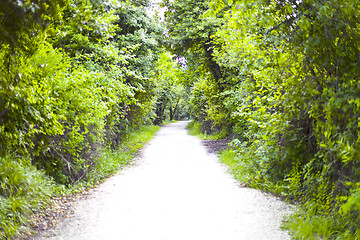 Image showing Walkway lane path with green trees in summer forest.