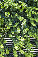 Image showing Green summer leaves and white fence.