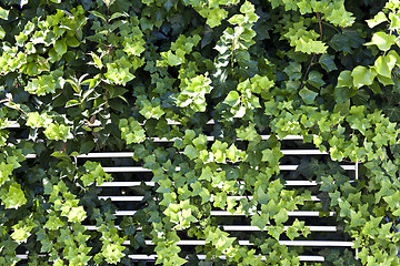 Image showing Green summer leaves and white fence.