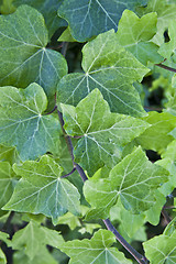 Image showing Green summer leaves pattern background.