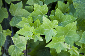 Image showing Green summer leaves pattern background. 