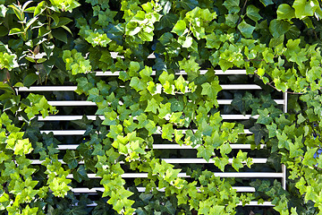 Image showing Green summer leaves and white fence pattern background. 