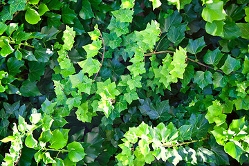 Image showing Green summer leaves pattern background.