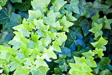 Image showing Green summer leaves pattern background.