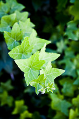 Image showing Green summer leaves pattern background.