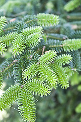 Image showing Fir tree brunch close up. Fluffy fir tree brunch closeup.