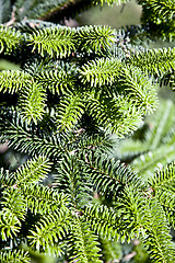 Image showing Pine tree brunch closeup.