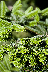 Image showing Fir tree brunch close up. Fluffy fir tree brunch closeup.