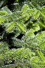 Image showing Pine tree brunch closeup. Green spruce. 