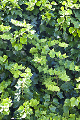 Image showing Green summer leaves pattern background.