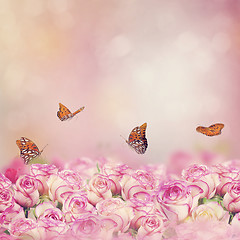 Image showing Gulf Fritillary butterflies in a rose garden