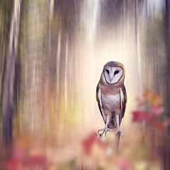 Image showing Barn owl perching in the  forest