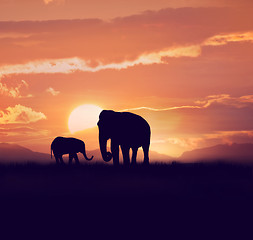 Image showing Two elephants at sunset