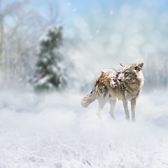 Image showing coyote walking in the winter forest 