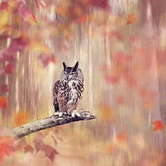 Image showing Great Horned Owl perched in the autumn woods