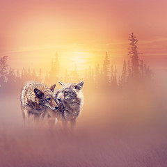 Image showing Two coyotes in the woods at sunset