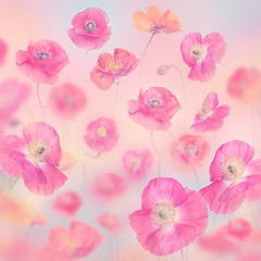 Image showing  pastel floral background with poppies