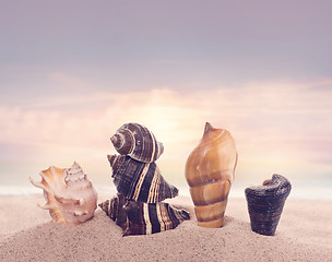 Image showing seashells on sand in the beach under sunset sun light