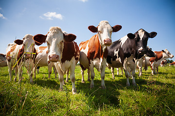 Image showing Herd of cows in the pasture 