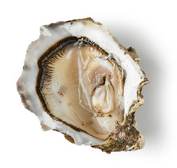 Image showing fresh oyster on white background