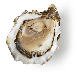 Image showing fresh oyster on white background