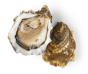 Image showing fresh oyster on white background