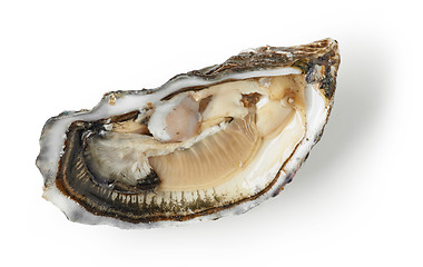 Image showing fresh oyster on white background