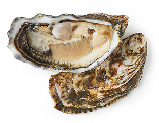 Image showing fresh oyster on white background