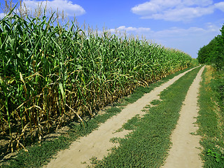 Image showing Rural road among the cornfield and forest