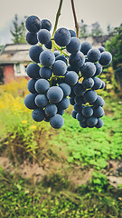 Image showing Bunch of dark grapes with green background