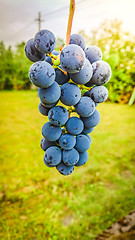 Image showing Bunch of dark grapes with green background