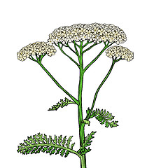 Image showing yarrow milfoil flower medicinal plant. Achillea millefolium