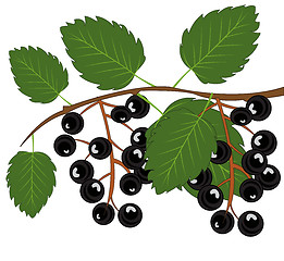 Image showing Berry a kind of cherry tree on branch