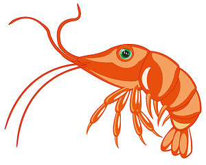 Image showing Sea animal prawn on white background is insulated