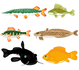 Image showing Freshwater fish on white background is insulated