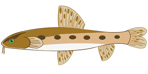Image showing Fish gudgeon on white background is insulated