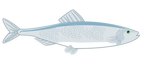 Image showing Fish herring on white background is insulated