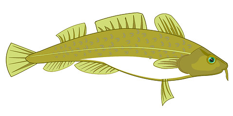 Image showing Fish codfish on white background is insulated