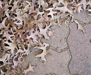 Image showing autumn leaves