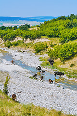 Image showing Herd of Cows