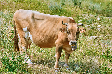 Image showing Brown Cow